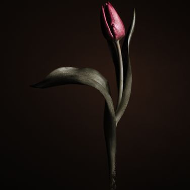 20220115_Roze en paarse Tulpen-_1165145-bewerkt-2-bewerkt-Social FB